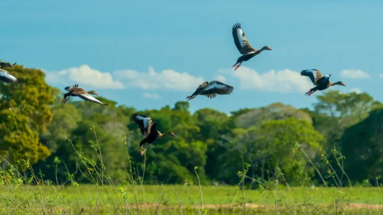 Melhores Lugares para Relaxar em Mato Grosso